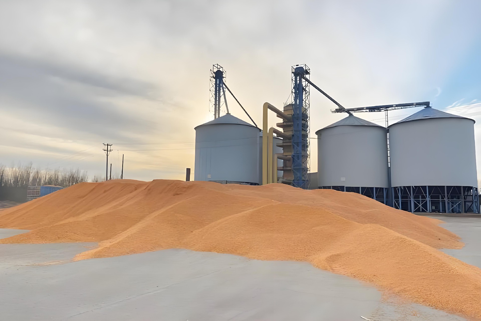 1775637085114724.jpg Fumonisins mainly contaminate corn.