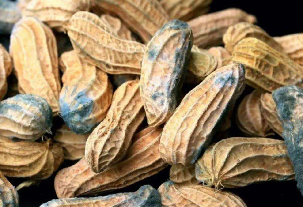 Why is Aflatoxin B1 detection necessary?